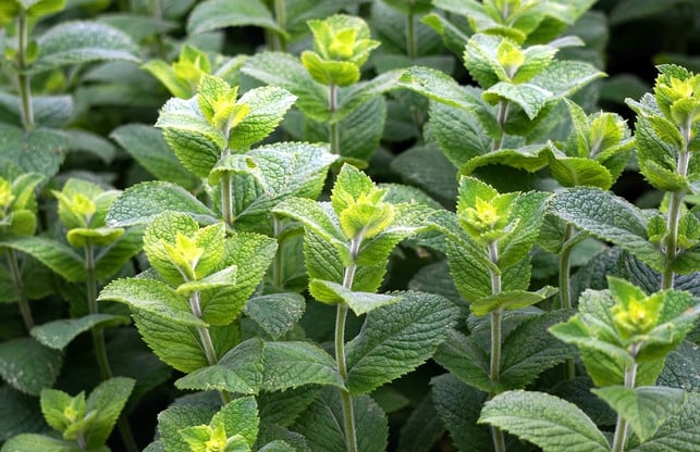 um-ihr-aroma-zu-erhalten-kannst-du-minze-einfriere-cc0-pixabay-matthiasboeckel-190523_download Um ihr Aroma zu erhalten kannst du Minze einfrieren.