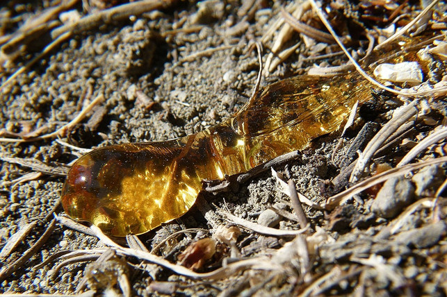 baumharz-unterstuetzt-auch-die-menschliche-wundheil-cc0-pixabay-arttower-200326_download Baumharz unterstützt auch die menschliche Wundheilung.