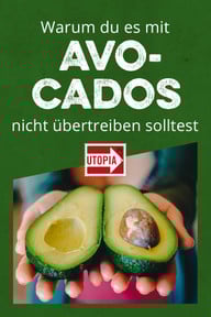 Avocado: super-gesund, aber super-problematisch Avocado: super-gesund, aber super-problematisch