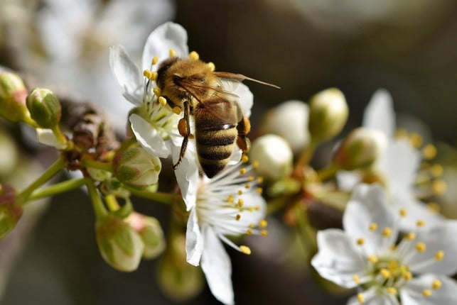 um-das-ueberleben-von-bienen-zu-sichern-braucht-es-cc0-pixabay-capri23auto-200607_download Um das Überleben von Bienen zu sichern, braucht es vor allem blühende, bienenfreundliche Pflanzen.