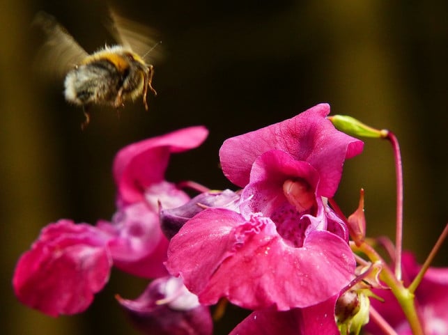 indisches-springkraut-ist-ein-wichtiger-nektarlief-cc0-pixabay-jastra-191126_download Indisches Springkraut ist ein wichtiger Nektarlieferant für Bienen und Hummeln.