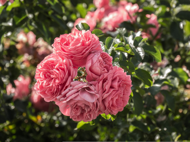 Nicht wegwerfen Mit diesem Biomüll kannst du Rosen düngen Utopia.de