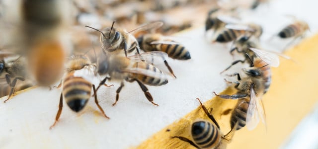 Bienensterben: Appell an die Bundesregierung