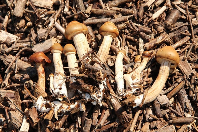 das-wurzelsystem-von-pilzen-koennte-als-rohstoff-fue-cc0-pixabay-zoosnow-220809_download Das Wurzelsystem von Pilzen könnte als Rohstoff für eine Beton-Alternative dienen.