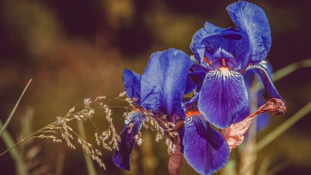 Iris pflanzen Zeitpunkt, Boden und Pflege Utopia.de