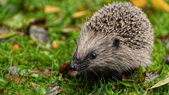 igel-im-garten-cc0-pixabay-alexas_fotos-191204 Igel im Garten