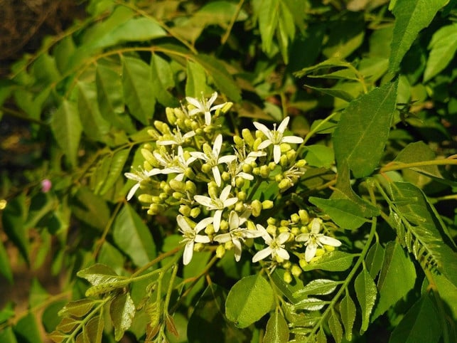 der-currybaum-stammt-aus-asien-cc0-pixabay-shubhammrs-191117_download Der Currybaum stammt aus Asien.