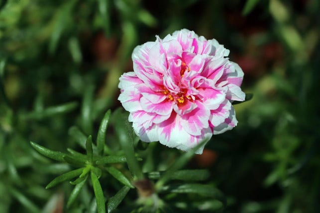 portulakroeschen-koennen-verschieden-gefaerbte-blueten-cc0-pixabay-ignartonosbg-250423_download Portulakröschen können verschieden gefärbte Blüten haben.