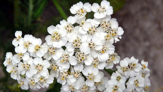 scharfgabe-cc0-pixabay-virginie-l-180324 Scharfgabe