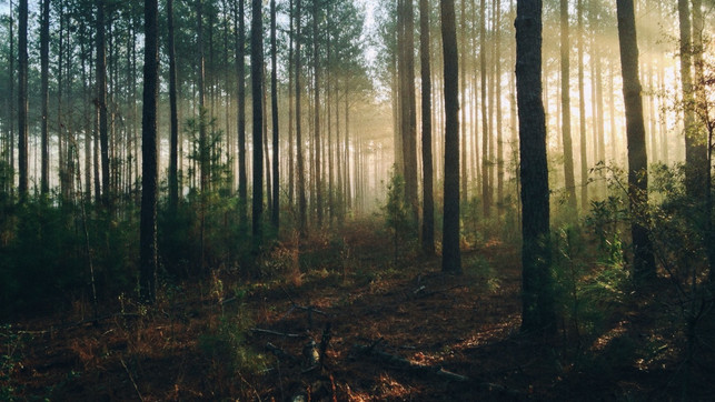 interviewwohlleben-us-stevenkamenar-060820-1280x720 Aufforstungsprojekte helfen dem Wald nur dann, wenn dabei die individuellen Bedürfnisse von Boden, Klima und Baumarten beachtet werden.
