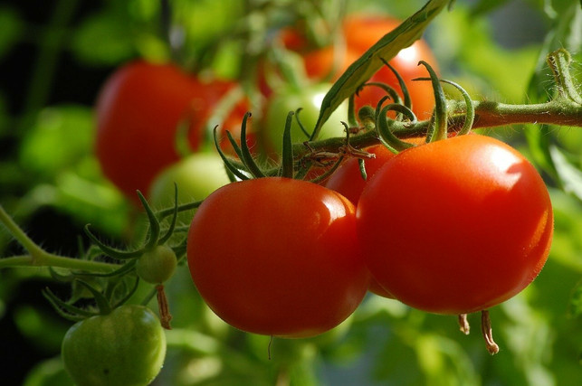 tomaten-eignen-sich-beispielsweise-sehr-gut-fuer-da-cc0-pixabay-axelmellin-210604_download Tomaten eignen sich sehr gut für das Square Foot Gardening.
