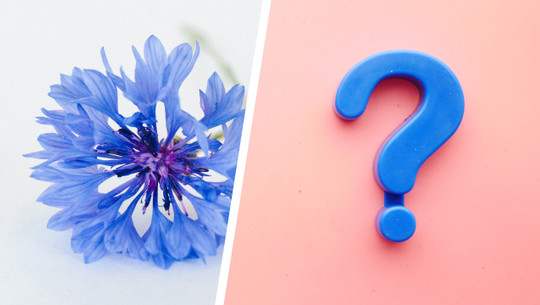 blumen-quiz-cc0-public-domainunsplashania-archer-links-to-230817 Blumen-Quiz