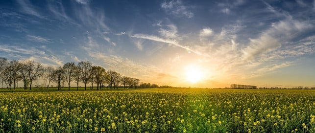 rapshonig-aus-bio-landwirtschaft-ist-seltener-mit-cc0-pixabay-tilgnerpictures-191209_download Rapshonig aus Bio-Landwirtschaft ist seltener mit Pestiziden belastet.
