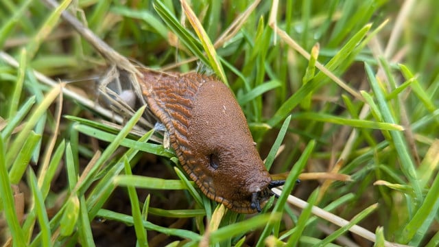 schnecken-einsammeln-und-dann-bw Schneckenplage: Schnecken einsammeln – und was dann? Das raten Expert:innen