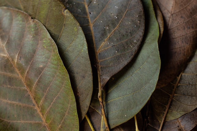 mit-walnussblaettern-kannst-du-natuerlich-faerben-cc0-pixabay-tatsianavusava-191114_download Mit Walnussblättern kannst du natürlich färben.