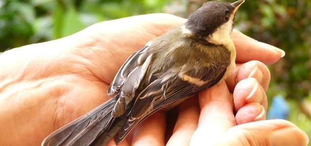 verletzten Vogel gefunden