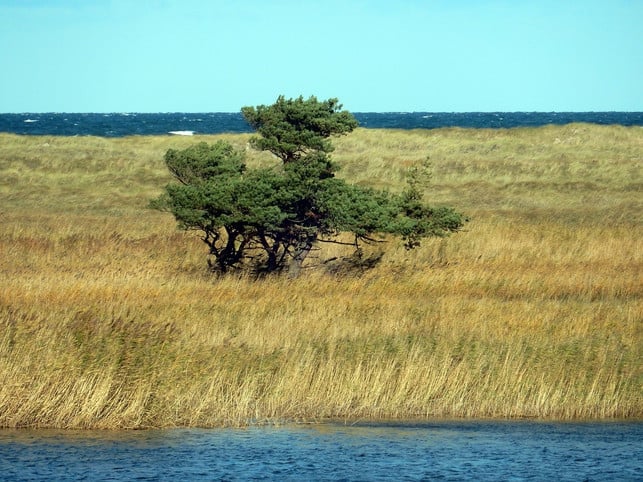 kuestengebiete-sind-nur-ein-beispiel-wo-ganz-besti-cc0-pixabay-ptra-200811_download Küstengebiete sind nur ein Beispiel, wo ganz bestimmte Arten leben