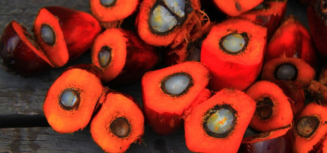 Bio-Palmöl: Ist das die Lösung?