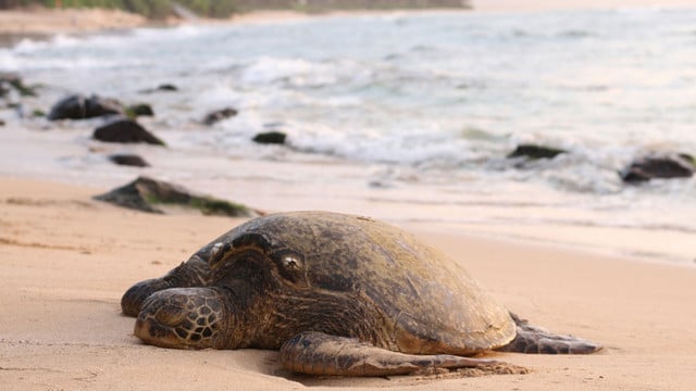 2,8 Grad Erwärmung: Was das für Menschen, Tiere und den Planeten bedeutet Meeresschildkröte 2,8 Grad Klimawandel