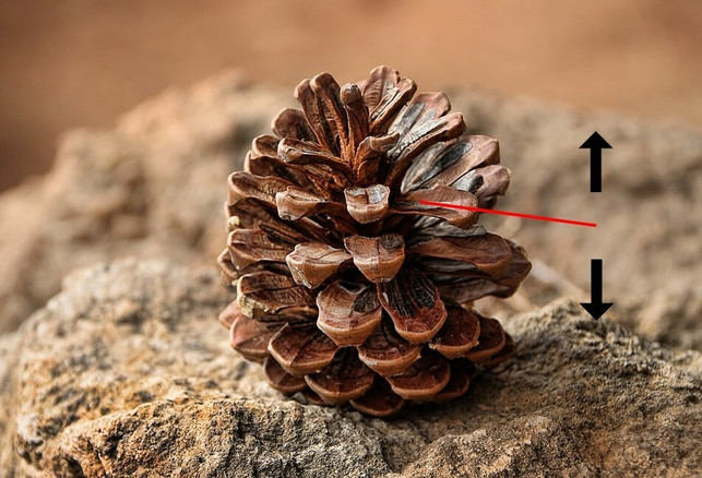 die-eigenschaften-von-tannenzapfen-helfen-dir-bei-cc0-pixabay-gregmontani-utopia-221128_download Die Eigenschaften von Tannenzapfen helfen dir bei der Messung von Luftfeuchtigkeit.