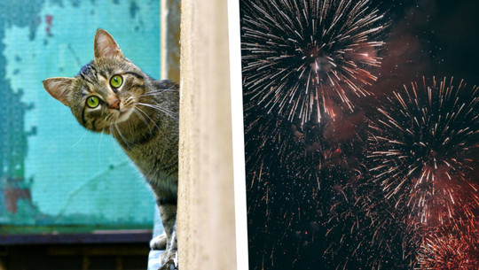 Silvesterfeuerwerk: Für Katze, Hund und Co. bedeutet es Stress Silvesterfeuerwerk: Für Katze, Hund und Co. bedeutet es Stress
