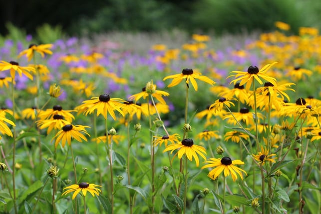sonnenhut-oder-rudbeckien-sind-ebenfalls-eine-gu-cc0--pixabay--instagramfotografin-250729_download Sonnenhut, oder Rudbeckien, sind ebenfalls eine gute Pflanze für Gartenanfänger:innen.