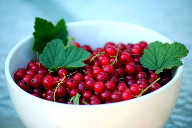 rote-johannisbeeren-ergeben-eine-sommerliche-kuche-cc0-pixabay-_alicja_-230806_download Rote Johannisbeeren ergeben eine sommerliche Kuchenfüllung.