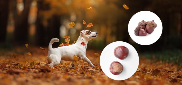 Gefährlich für Hunde: Eicheln, Nüsse, Kastanien & Co.