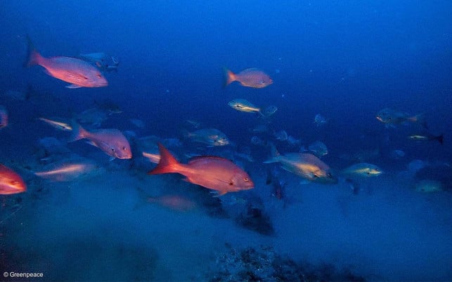 Artensterben_Greenpeace Artensterben