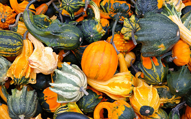 Kürbiszeit Kürbissaison Zierkürbis Saison Saison im Herbst: Zierkürbisse – sie sind aber nicht essbar