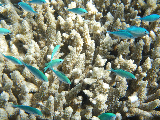 oxybenzon-lagert-sich-on-coral-CC0-pixabay-csharker-200717_download Oxybenzon is deposited on corals.