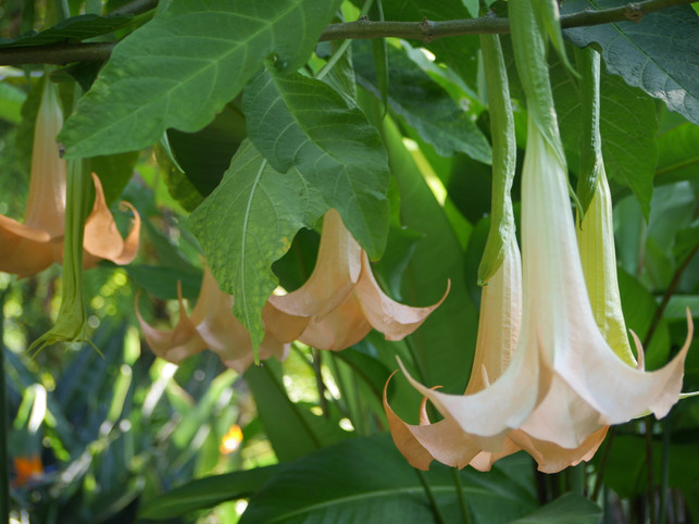 engelstrompeten-benoetigen-viel-wasser-sven-christian-schulz-utopia-190304_download Engelstrompeten benötigen viel Wasser