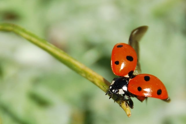 im-fruehling-sind-sie-dann-wieder-im-anflug-cc0-pixabay-katja-201109_download Im Frühling sind die Marienkäfer nach dem Überwintern dann wieder im Anflug.