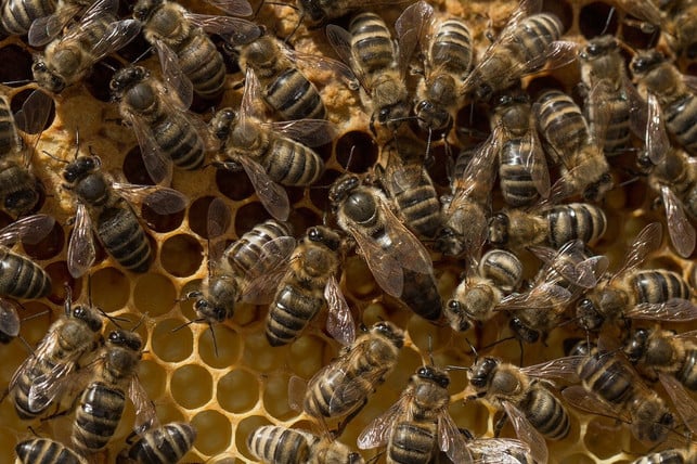 eine-bienenkoenigin-umringt-von-ihrem-volk-cc0-pixabay-umsiedlungen-210706_download Eine Bienenkönigin, umringt von ihrem Volk.