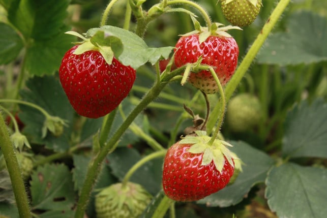 mit-den-richtigen-nachbarpflanzen-gedeihen-deine-e-cc0-pixabay-mirellast-250403_download Mit den richtigen Nachbarpflanzen gedeihen deine Erdbeeren noch besser.