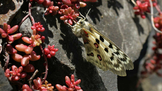 Viele Schmetterlinge gefährdet – auch wegen Rasenmähen: Was du tun kannst Viele Schmetterlinge gefährdet – auch wegen Rasenmähen: Was du tun kannst