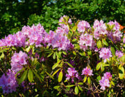 rhododendron pflege