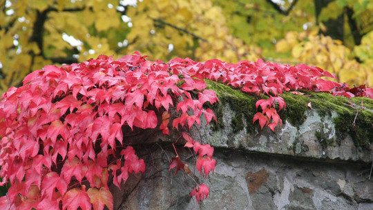 wilder-wein-cc0-pixabay-marigard-221213 wilder wein