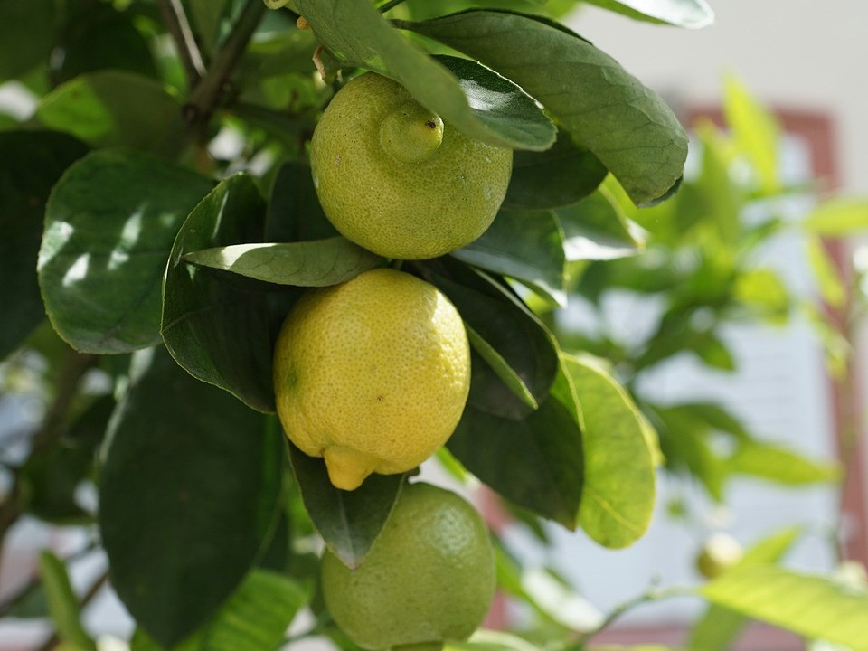 phosphor kalium dünger selbst herstellen baumbad Flüssigdünger Vermicompost 1 Liter / Wurmkompost Baum Dünger NPK  1-1-1