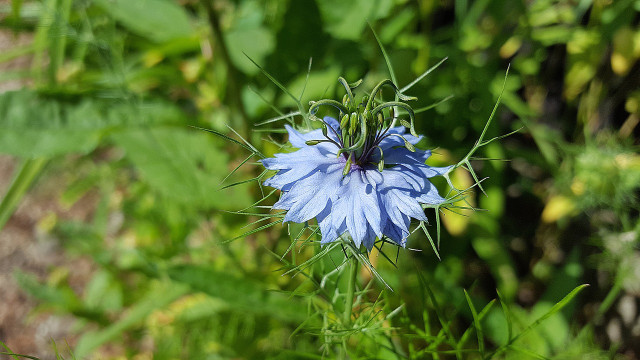 Schwarzkümmel ist eng mit der heimischen Blume “Jungfer im Grünen” verwandt.