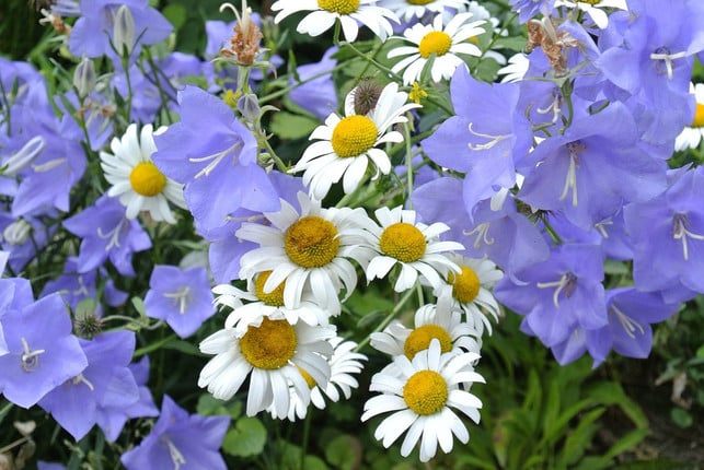 glockenblumen-und-margeriten-passen-gut-zusammen-u-cc0-pixabay-motorbiene-190401_download Glockenblumen und Margeriten passen gut zusammen und sorgen für einen sommerlichen Garten.