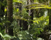 Guarana wächst als lianenartiges Gewächs im Amazonasregenwald
