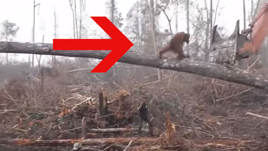 orang-utan-s-facebook-international-animal-rescue-180613-640x300 Orang Utan Regenwald Video