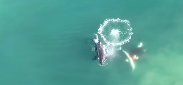 Orcas jagen Hai: Drohnen-Aufnahmen zeigen erstmals Kampf im Detail