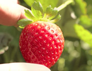 Vom Feld in den Müll: Erdbeere