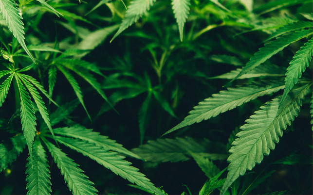 Hand (via Avocadostore) Hand (via Avocadostore)