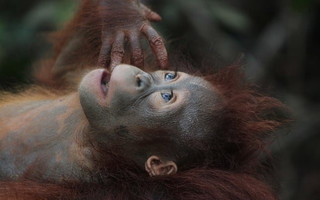 palmoel-regenwald-zerstoerung-orang-utan-pb-cc0-191009-1280x800 Palmöl zerstört Regenwald – die Heimat von Orang-Utans