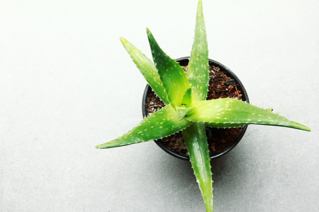 You can treat sunburn with aloe vera, for example.