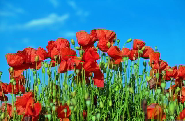 klatschmohn-im-juli-zu-saeen-bietet-einiges-fuer-men-cc0--pixabay--couleur-250727_download Klatschmohn im Juli zu säen bietet einiges für Menschen und Insekten.
