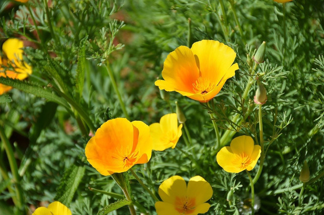 der-dauerblueher-islandmohn-vermehrt-sich-von-allei-cc0-pixabay-ritae-200312_download Der Dauerblüher Islandmohn vermehrt sich von allein.